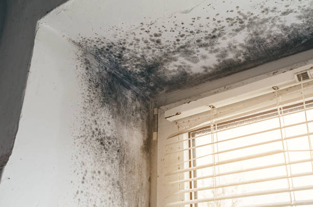 Affordable Mold Removal solutions in Grantsville, MD